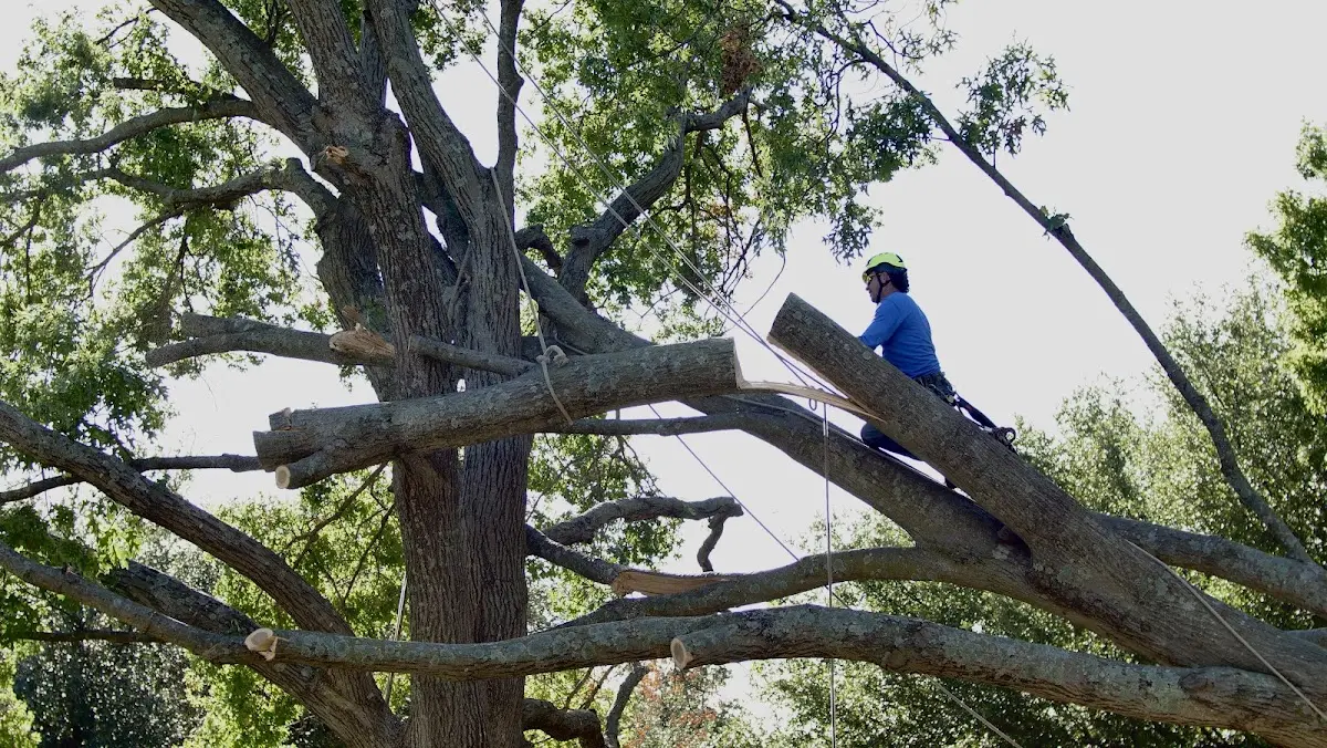 Professional Crown Thinning performed by certified arborists in North