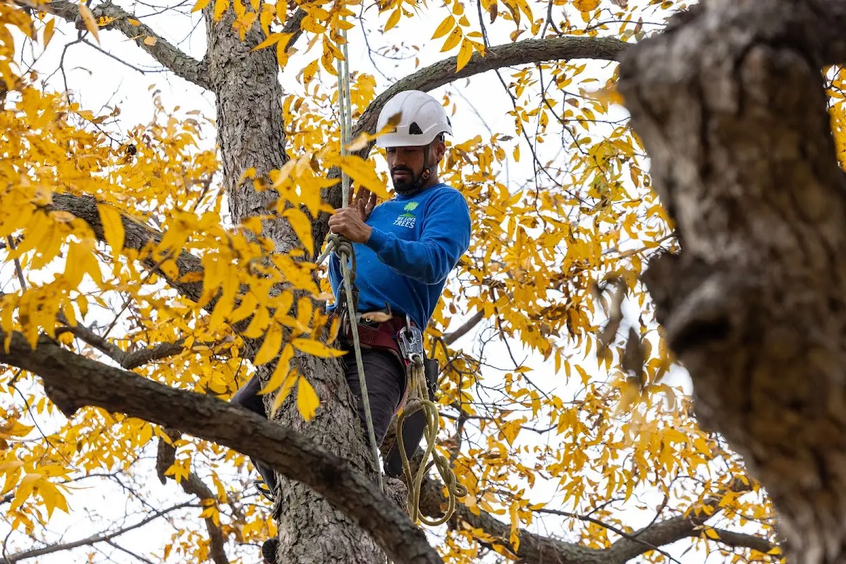 Skilled Tree Pruning crew working in North